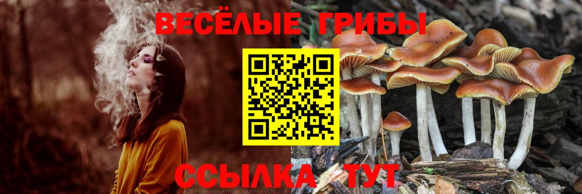 Псилоцибиновые грибы Cubensis  Вход с VPN  купить наркотики цена  Армавир 
